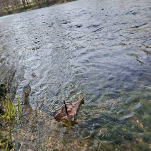 Immagine_Viber_2026-03-12_12-11-23-660_original